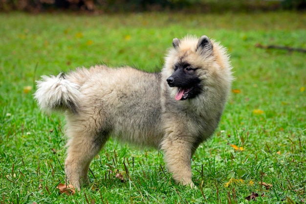 Filhote de cachorro engraçado Keeshond está jogando em um campo verde. Fechar-se..