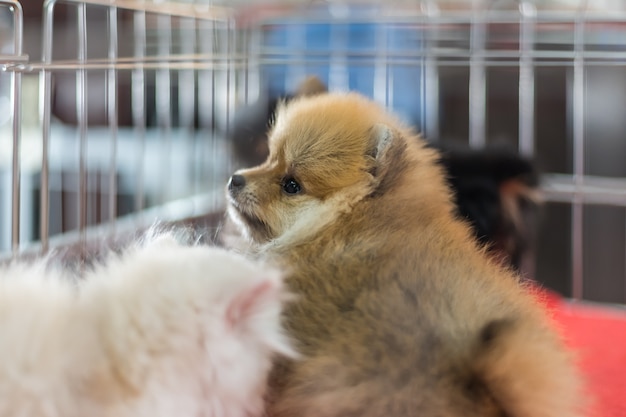 Filhote de cachorro espera na gaiola de cachorro em loja de animais esperança para a liberdade