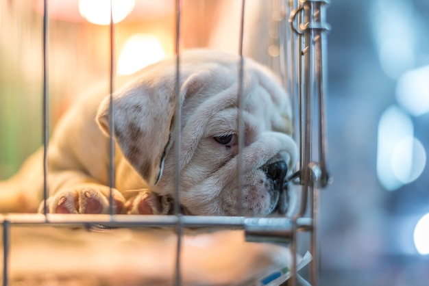 Filhote de cachorro espera na gaiola de cachorro em loja de animais esperança para a liberdade