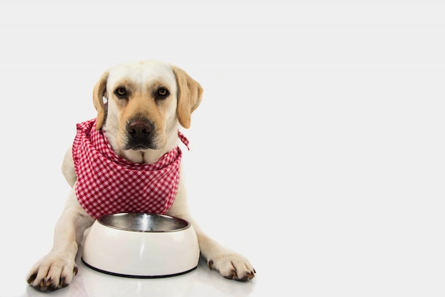 Filhote de cachorro faminto com bacia vazia e bandana checkered.