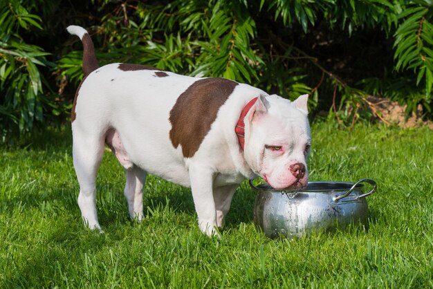 Filhote de cachorro fofo American Bully na grama