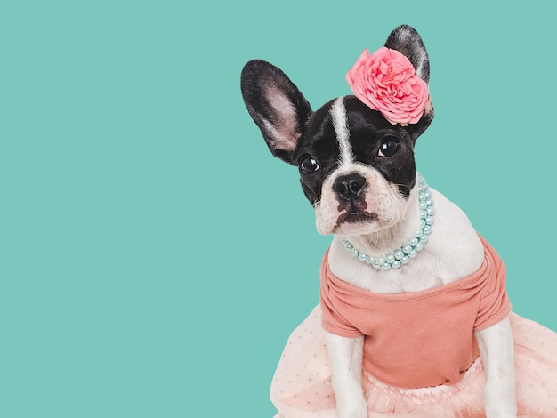 Foto filhote de cachorro fofo com camiseta vermelha e vestido foto de estúdio fundo isolado dia ensolarado claro closeup dentro de casa luz do dia conceito de cuidado educação obediência treinamento e criação de animais de estimação