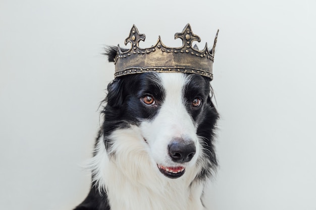 Filhote de cachorro fofo com cara engraçada de border collie usando coroa de rei isolada no branco