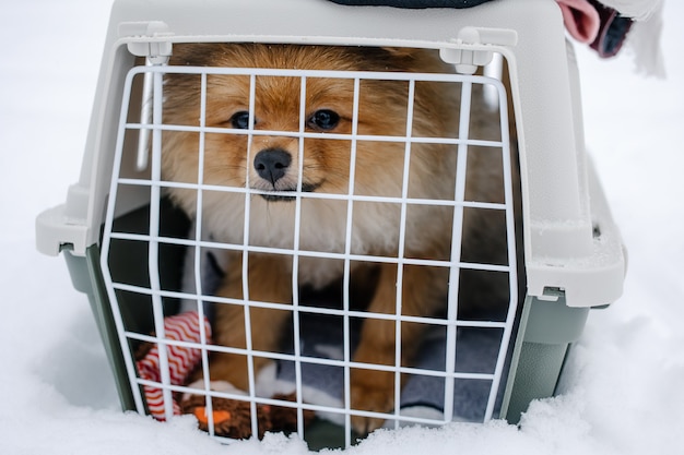 Filhote de cachorro fofo da pomerânia sentado em uma caixa de viagem