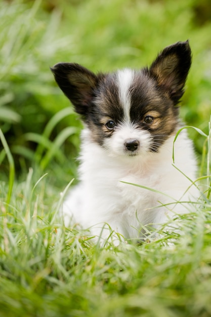 Filhote de cachorro fofo da raça papillon na grama verde do jardim