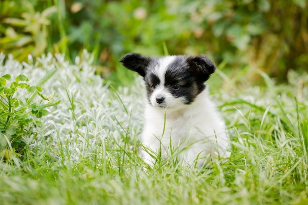 Filhote de cachorro fofo da raça papillon na grama verde do jardim