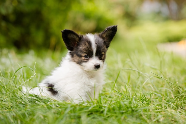 Filhote de cachorro fofo da raça papillon na grama verde do jardim