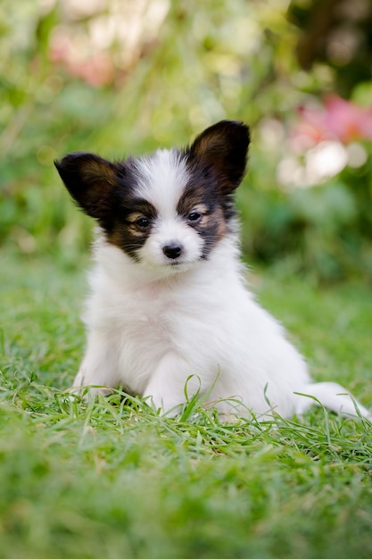 Filhote de cachorro fofo da raça papillon na grama verde do jardim