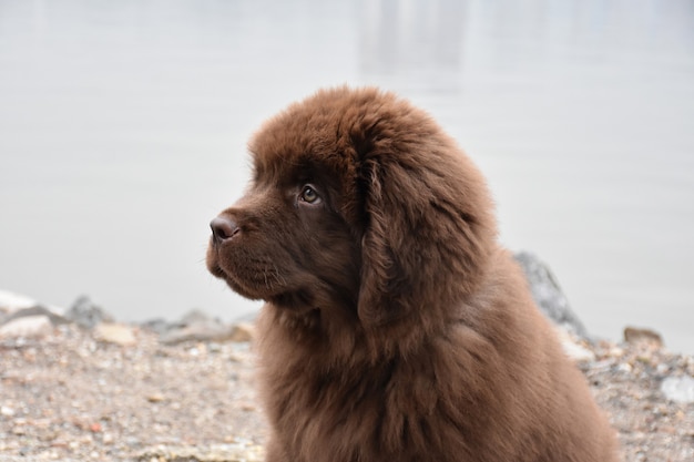 Filhote de cachorro fofo da Terra Nova sentado em uma praia rochosa