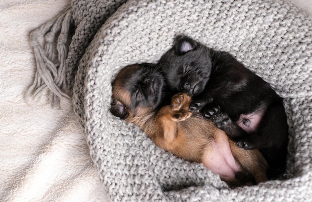 Filhote de cachorro fofo dormindo. Cão Pug ou brabanson com cara engraçada