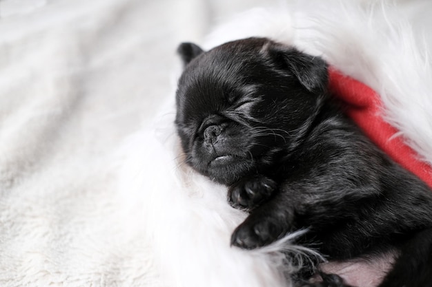 Filhote de cachorro fofo dormindo. Cão Pug ou brabanson com cara engraçada