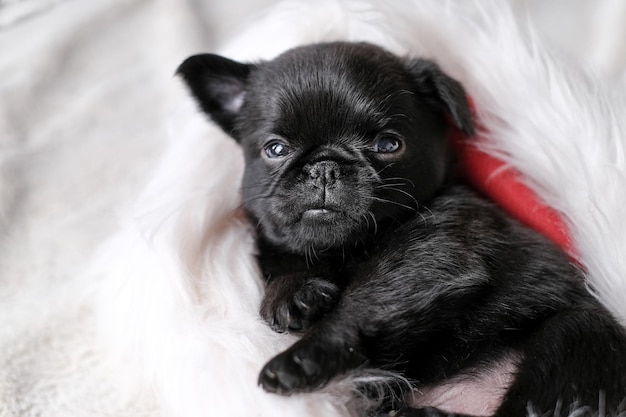 Filhote de cachorro fofo dormindo. Cão Pug ou brabanson com cara engraçada