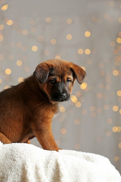 Filhote de cachorro fofo no fundo das luzes de natal