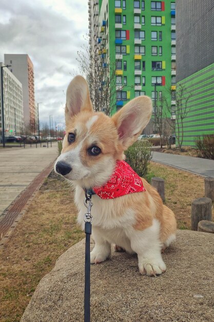 Filhote de cachorro galês corgi pembrok