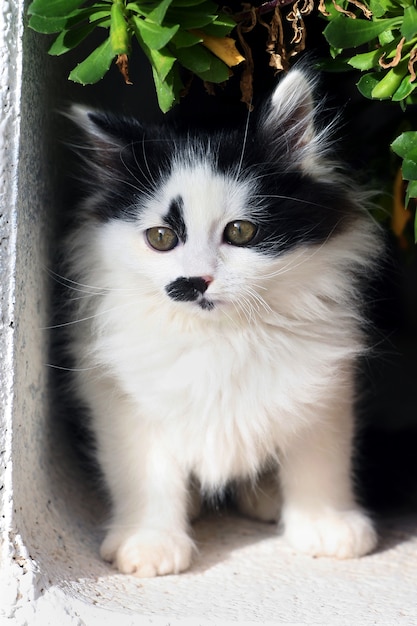 Filhote de cachorro gato persa no jardim