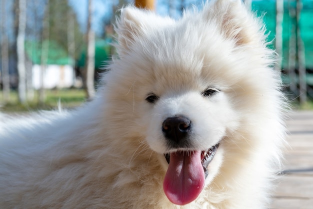 Filhote de cachorro husky branco Samoyed. Cães amigáveis com pelagem fofa.