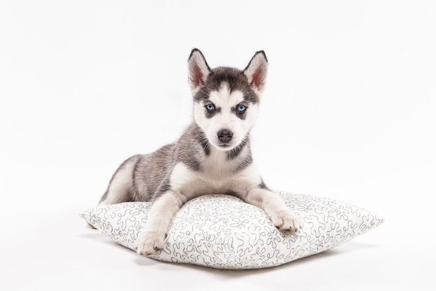 Filhote de cachorro Husky em branco