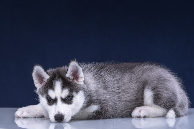 Filhote de cachorro Husky em cão de estúdio. Filhote de cachorro husky fofo sobre um fundo azul.