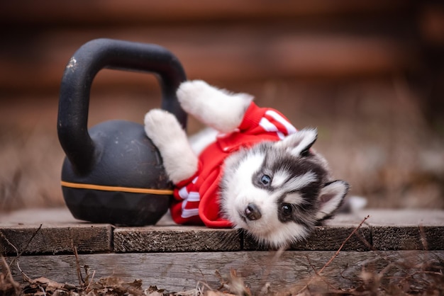 Filhote de cachorro Husky em roupas perto de uma casa de madeira