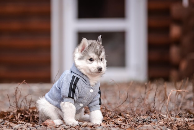 Filhote de cachorro Husky em roupas perto de uma casa de madeira
