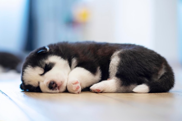 Filhote de cachorro husky preto e branco descansando no chão em uma casa ou apartamento Animais de estimação dentro de casa