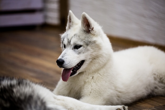 Filhote de cachorro husky siberiano em casa. estilo de vida com cachorro