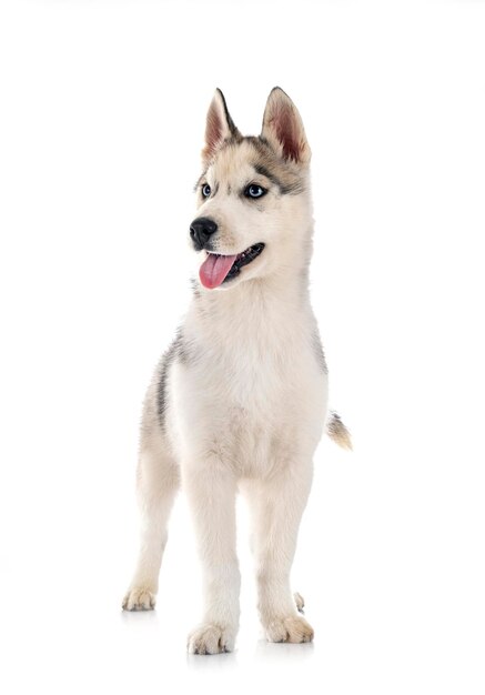 Filhote de cachorro Husky Siberiano na frente do fundo branco
