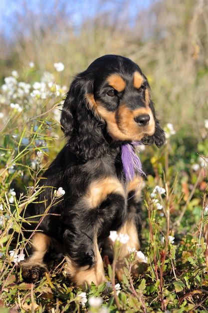 Filhote de cachorro inglês cocker