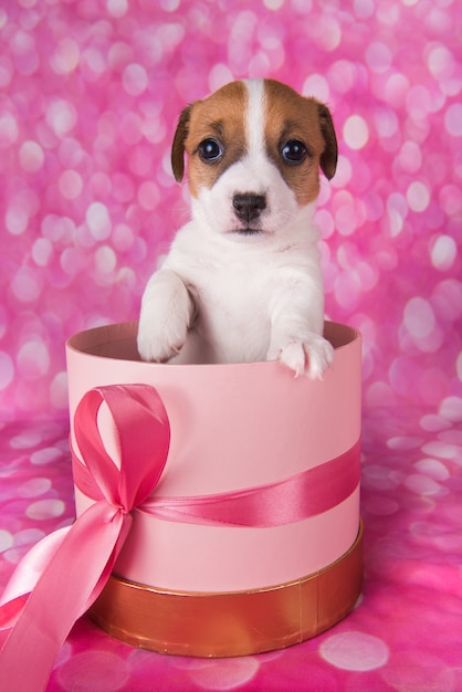 Foto filhote de cachorro jack russel terrier fofo em uma caixa de presente rosa