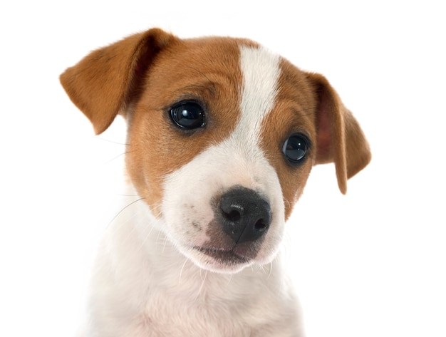 Filhote de cachorro jack russel terrier
