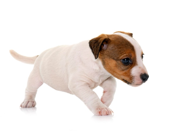 filhote de cachorro jack russel terrier