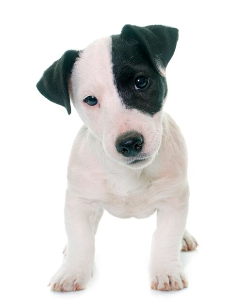 filhote de cachorro jack russel terrier
