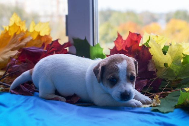 Filhote de cachorro Jack Russell fofo e engraçado