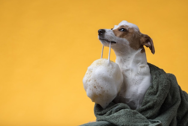 Filhote de cachorro Jack Russell molhado depois de um banho, enrolado em uma toalha. Cão bonito recém-lavado com espuma de sabão na cabeça em um fundo amarelo. Foto de alta qualidade