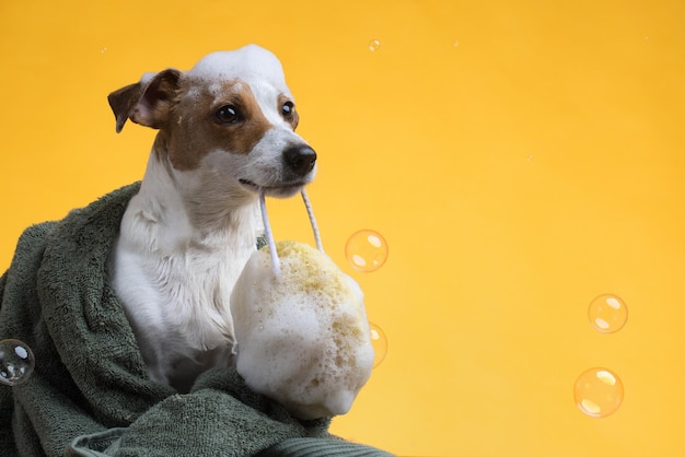 Filhote de cachorro jack russell molhado depois de um banho, enrolado em uma toalha. cão bonito recém-lavado com espuma de sabão na cabeça em um fundo amarelo. foto de alta qualidade