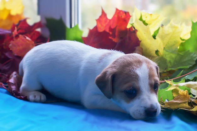 Filhote de cachorro Jack Russell nas folhas de outono