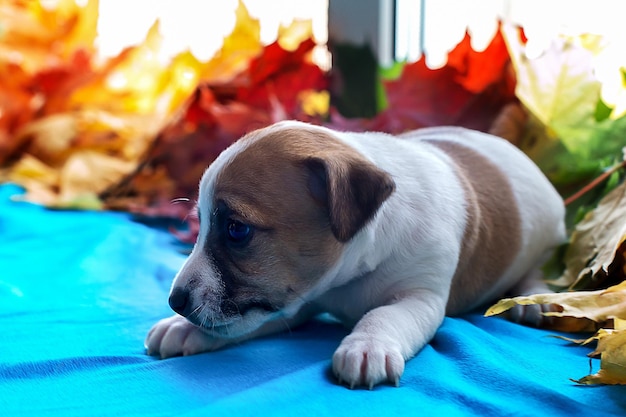 Filhote de cachorro Jack Russell nas folhas de outono