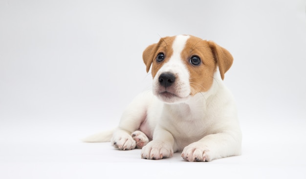 Filhote de cachorro Jack russell terrier. Cachorrinho adorável pequeno com manchas engraçadas de peles.