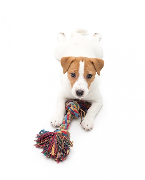 Foto filhote de cachorro jack russell terrier. cachorrinho adorável pequeno com manchas engraçadas de peles.