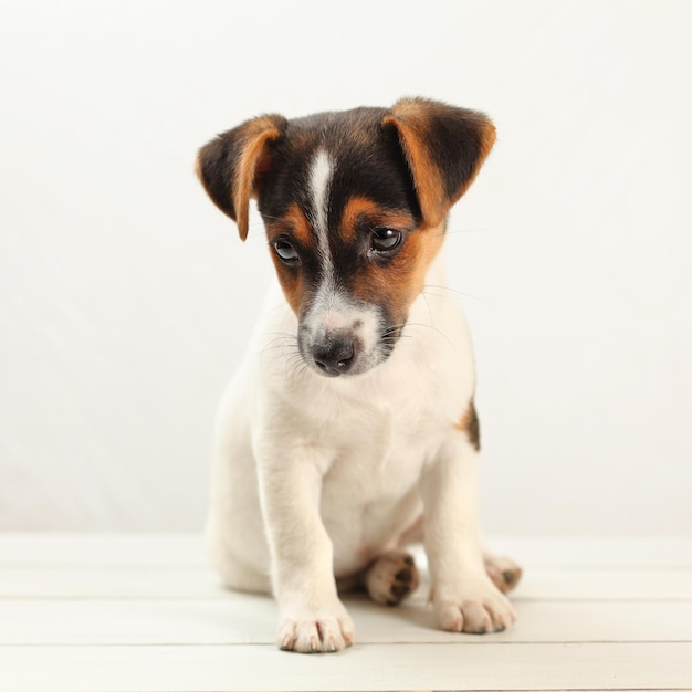 Filhote de cachorro Jack Russell terrier de dois meses, em quadros brancos e fundo.