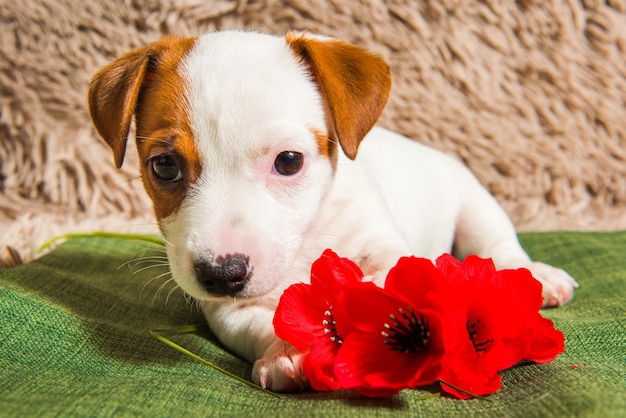 Filhote de cachorro Jack Russell Terrier está mentindo e flores. Cartão de dia dos namorados.