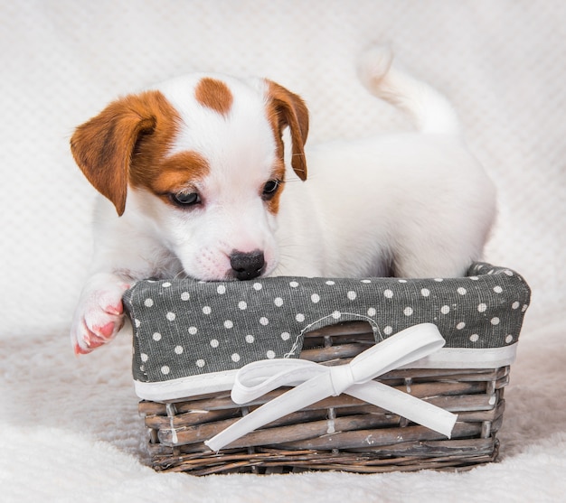 Filhote de cachorro jack russell terrier na cesta.