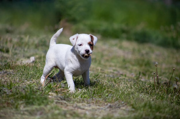 Filhote de cachorro Jack Russell Terrier na grama Cão brincando na natureza