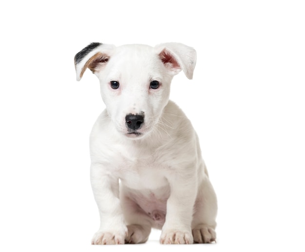 Filhote de cachorro Jack Russell Terrier sentado