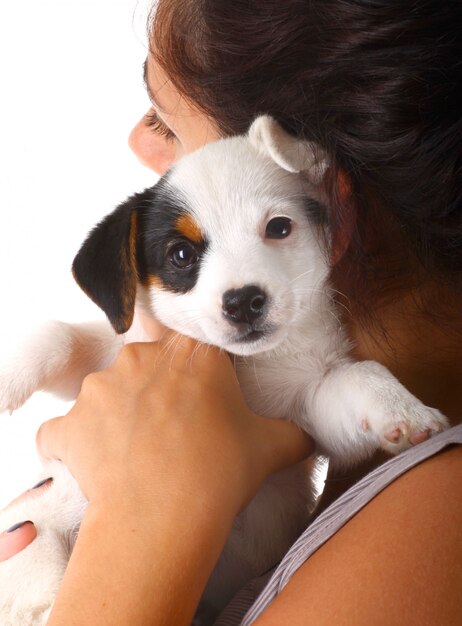 Foto filhote de cachorro jack russell