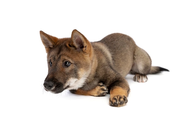 Foto filhote de cachorro japonês shikoku