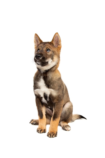 Foto filhote de cachorro japonês shikoku