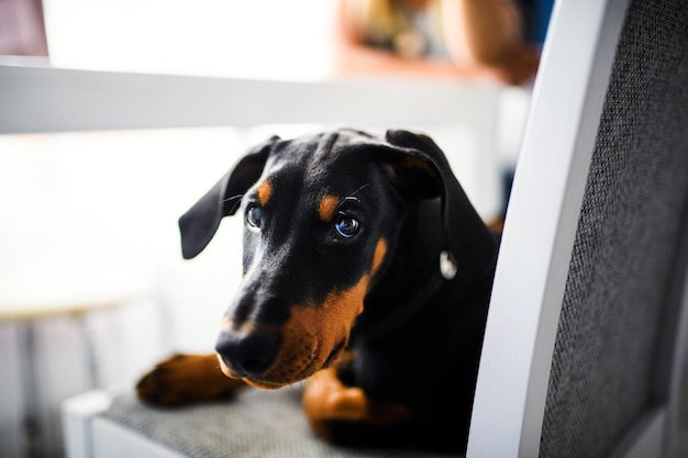 Filhote de cachorro jovem doberman