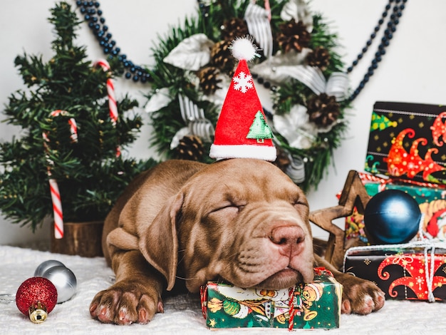 Filhote de cachorro jovem e charmoso e uma caixa festiva