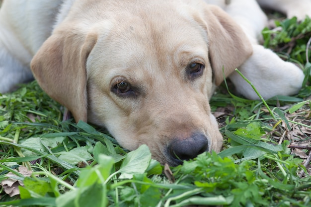 Filhote de cachorro Labrador descansando na floresta